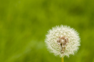 Portrait of a Dandelion