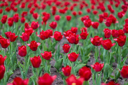 Red tulip flowers background outdoor, a Background Photo by andreonegin market