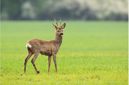 Roe deer standing on green meadow in