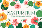 Nasturtium summer flowers clipart, a Decorative Illustration by Harmony Draws (Thumbnail 1 of 8)