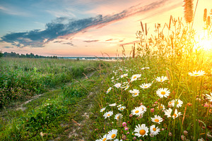 Early morning sunrise at field in summer
