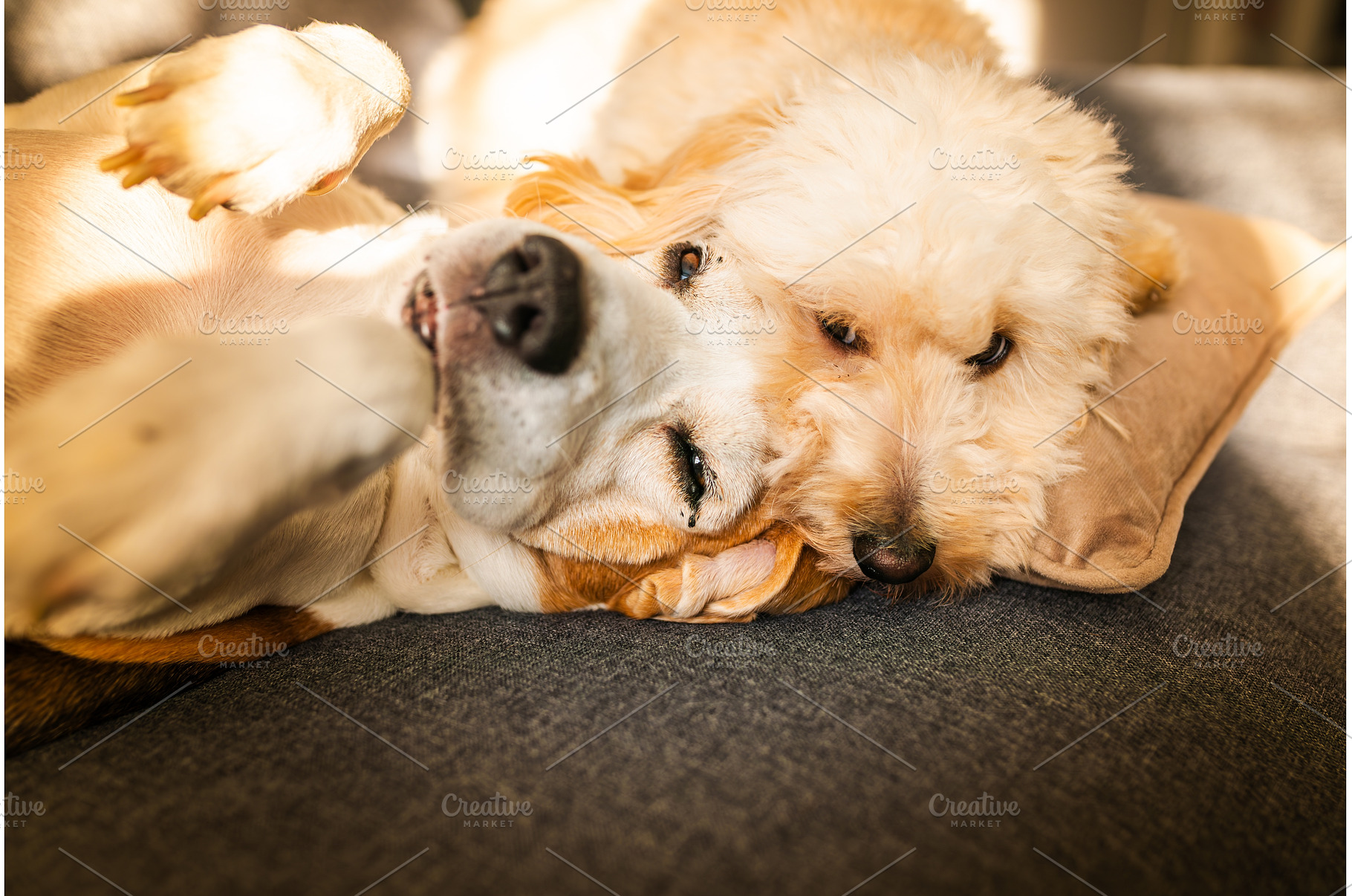 Beagle and Maltipoo Dogs Cuddling, an Animal Photo by MadPhotos