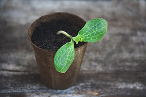 Potted plant