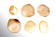 Watercolor blobs, a Texture Illustration by Daria Ustiugova (Thumbnail 4 of 9)