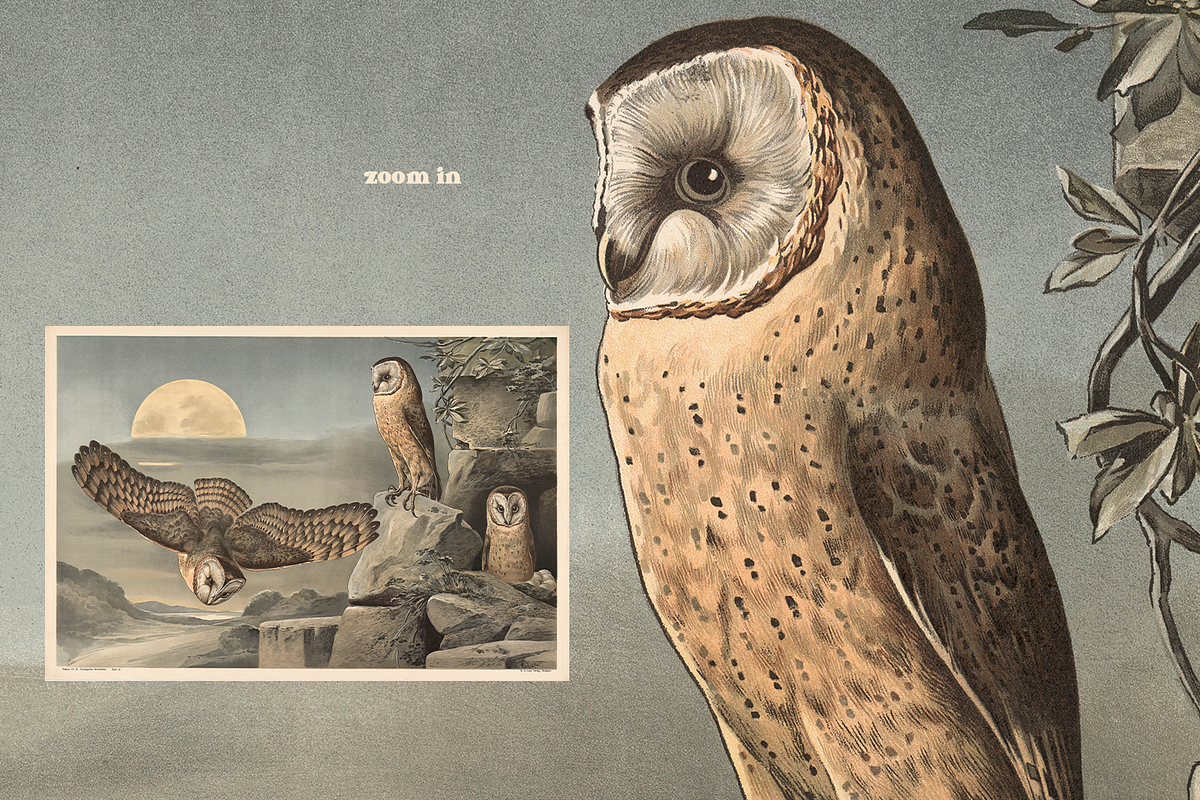 Alfred Fiedler Täubler’s Animals, an Animal Illustration by Digital Museum (Photo 7 of 12)