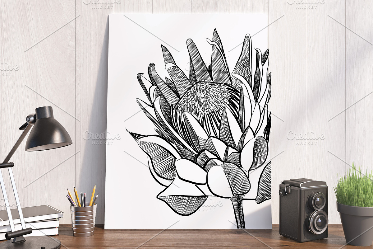 Protea Illustration Vector, an Illustration by Pretty Please Lara (Photo 2 of 6)