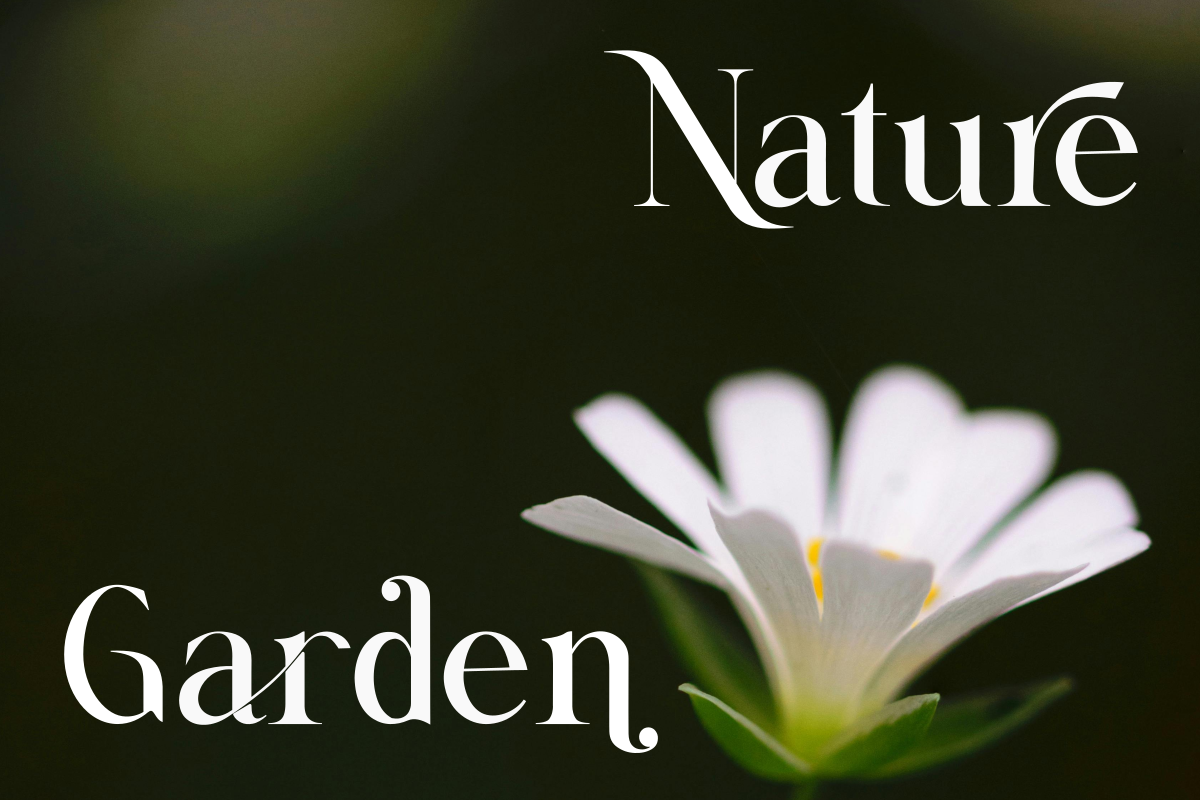 Luxoria, a Serif Font by Zafiratype (Photo 8 of 13)