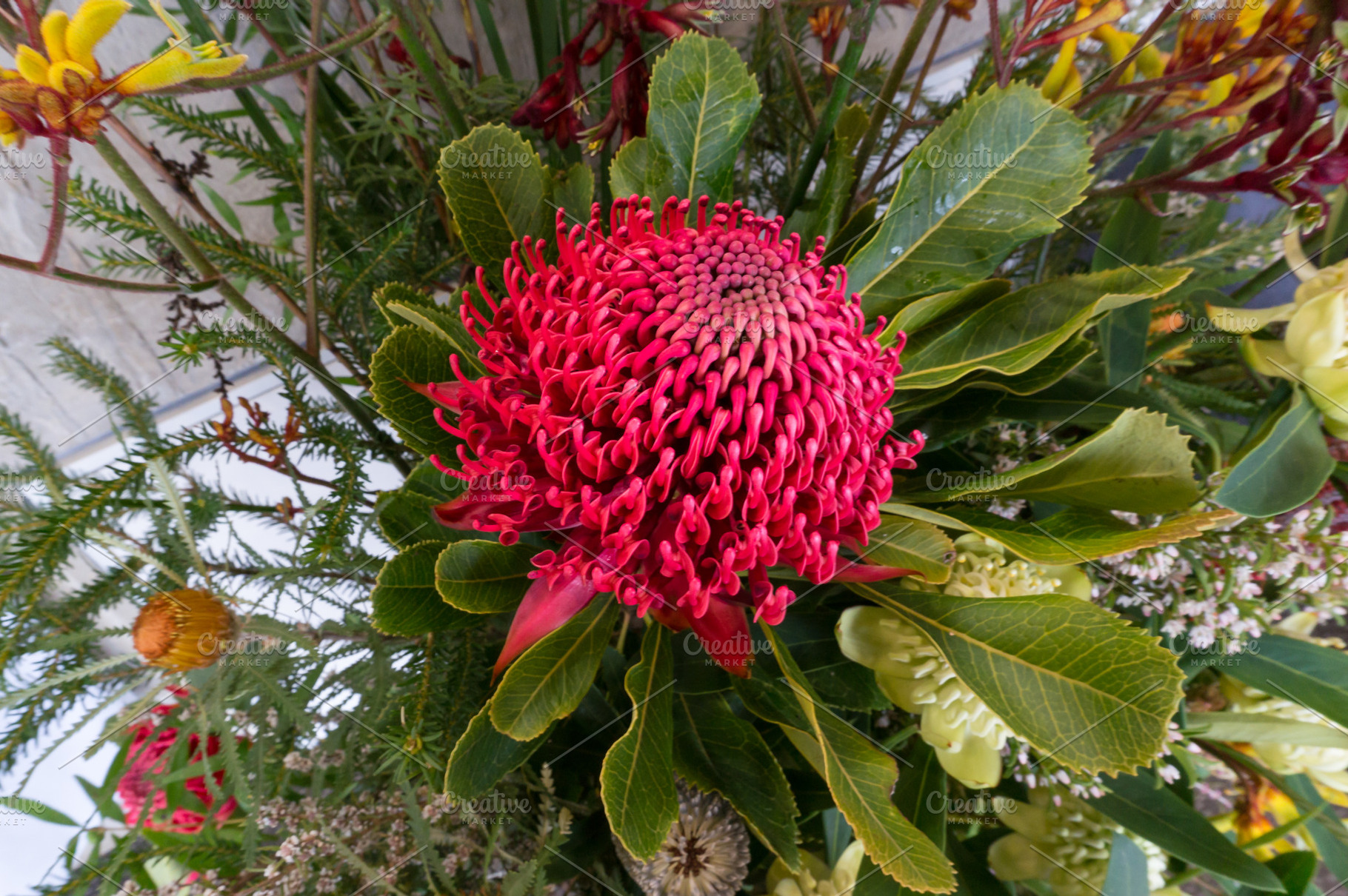 Red waratah flower, a Nature Photo by EsmeHelit