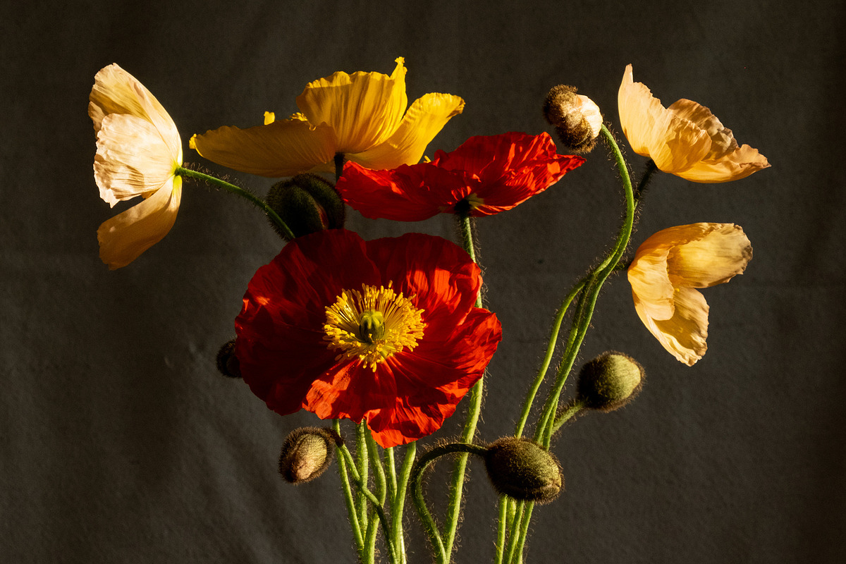 Poppies in Red Glass Vase, a Photo by This For There (Photo 3 of 11)