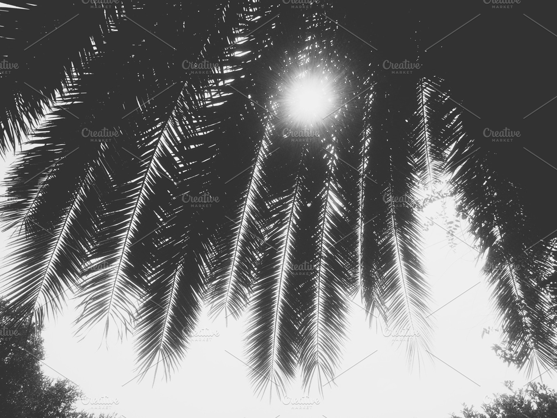 Black and White Palm Leaves, a Nature Photo by Juliet Meeks Design