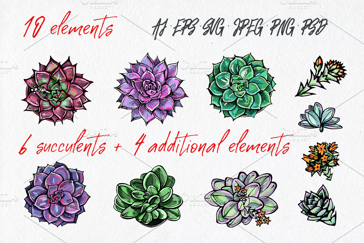 Vector succulents collection, an Illustration by AV Design (Photo 2 of 7)