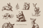 Sepia Woodland Drawings, an Animal Illustration by PeDe Designs (Thumbnail 4 of 15)
