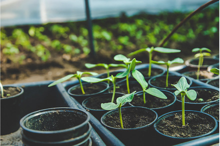The cucumber seedlings are growing, a Nature Photo by yanadjana