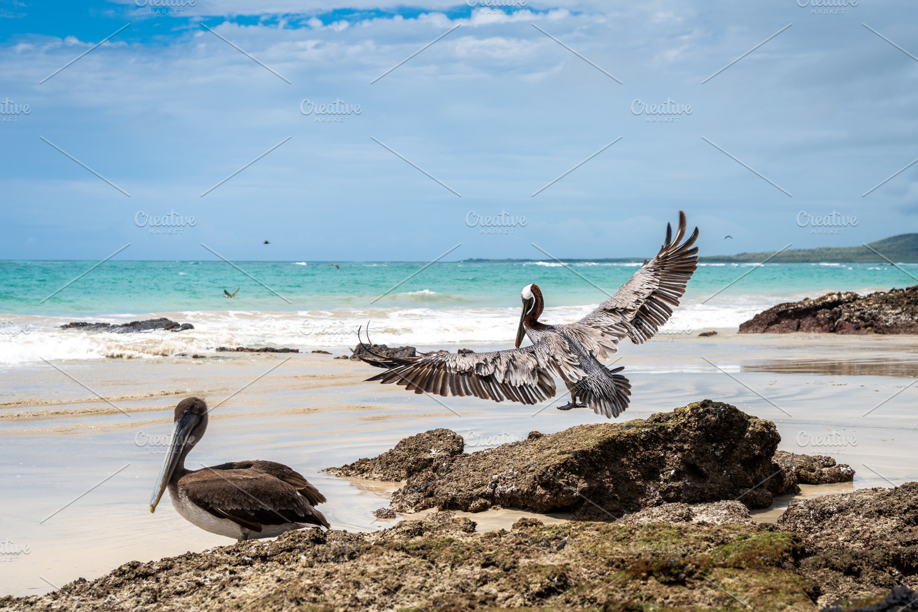 Brown pelican landing on a rock at Tortuga Bay, Galapagos island, an Animal Photo by GoodGoods