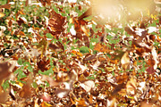 Autumn Leaves Blowing in the Wind, a Nature Photo by Wildlife Wonder (Thumbnail 1 of 2)