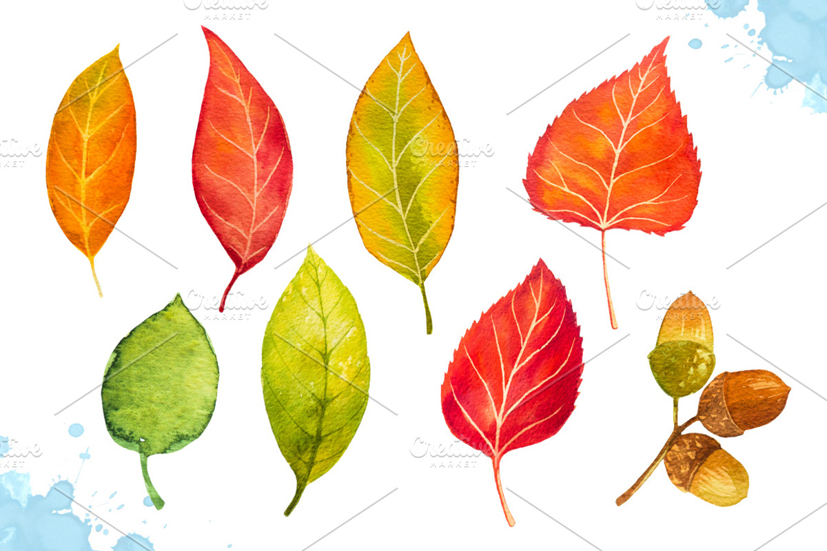 Autumn leaves. Watercolor set., a Decorative Illustration by AlexGreenArt (Photo 5 of 11)