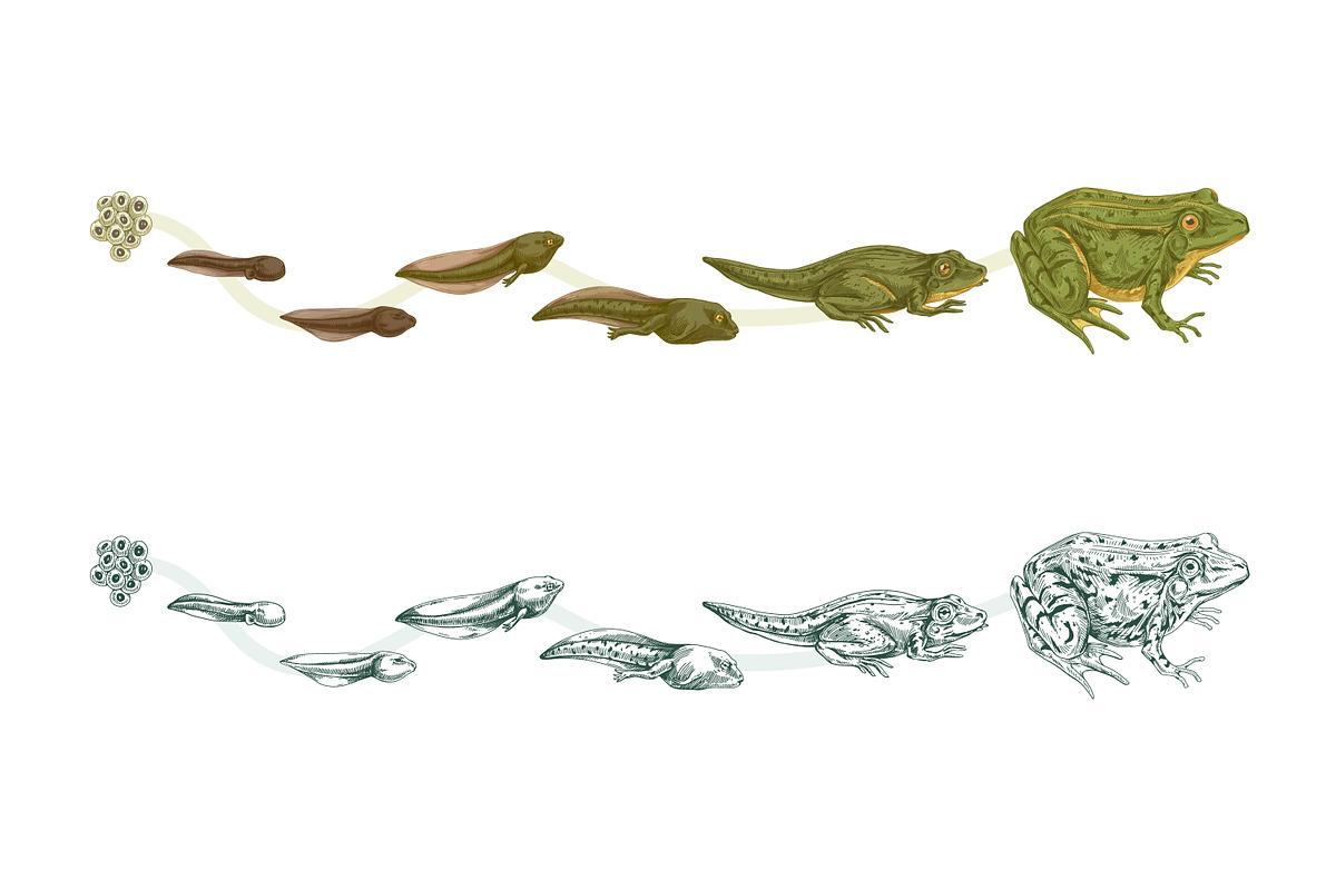 Stages of frog life cycle, an Animal Illustration by Good Studio