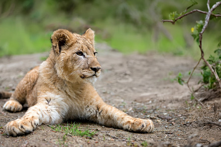 A young lion cub relaxes in a lush green landscape during the da, an Animal Photo by Byrdyak