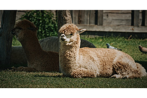 two lazy Alpacas relaxing in summer, an Animal Photo by Our Amazing World