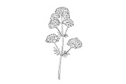 Valerian Wild Edible Plant Drawing, a Decorative Illustration by patrimonio (Thumbnail 1 of 3)