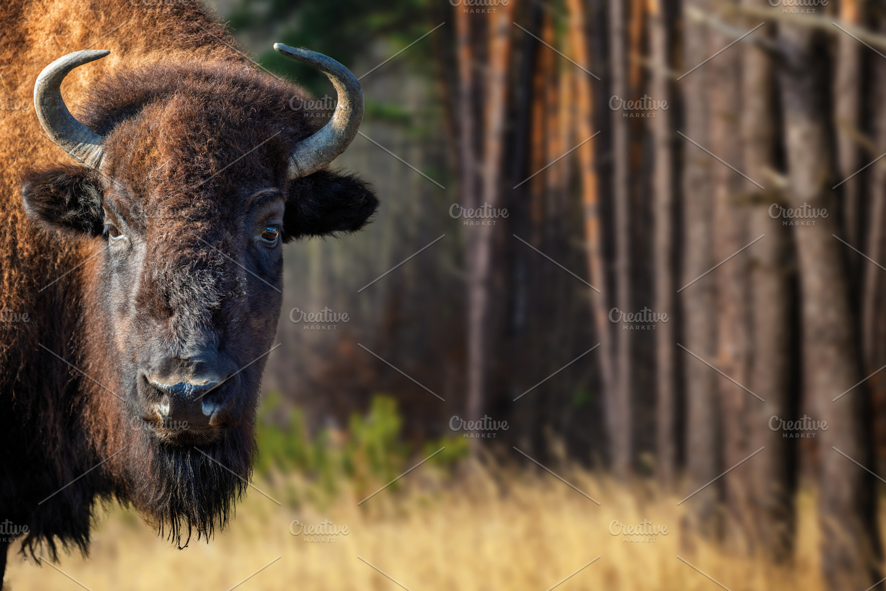 Portrait European Bison on forest. Wildlife scene from nature, an Animal Photo by Byrdyak