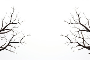 Tree branch on white background, a Nature Photo by AlyaAnd