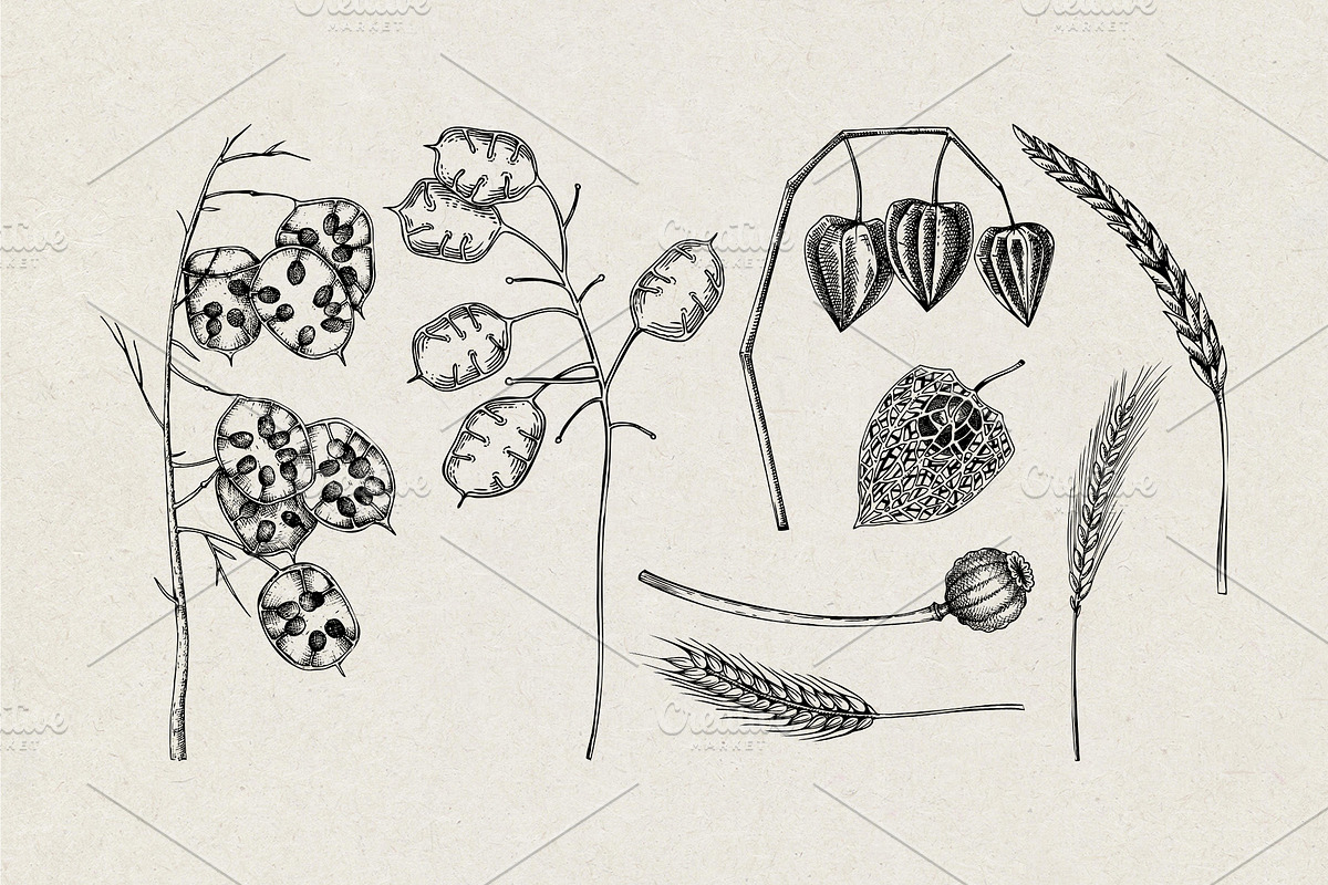 Autumn Leaves and Flowers Vector Set, an Object Graphic by Yevheniia (Photo 6 of 11)