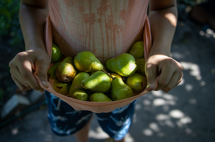 boy holding a lot of pears
