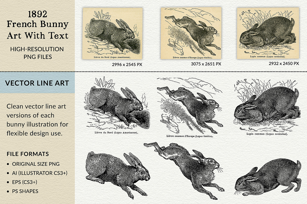 Vintage French Bunny Illustrations, an Animal Illustration by French Kiss Collections (Photo 11 of 12)