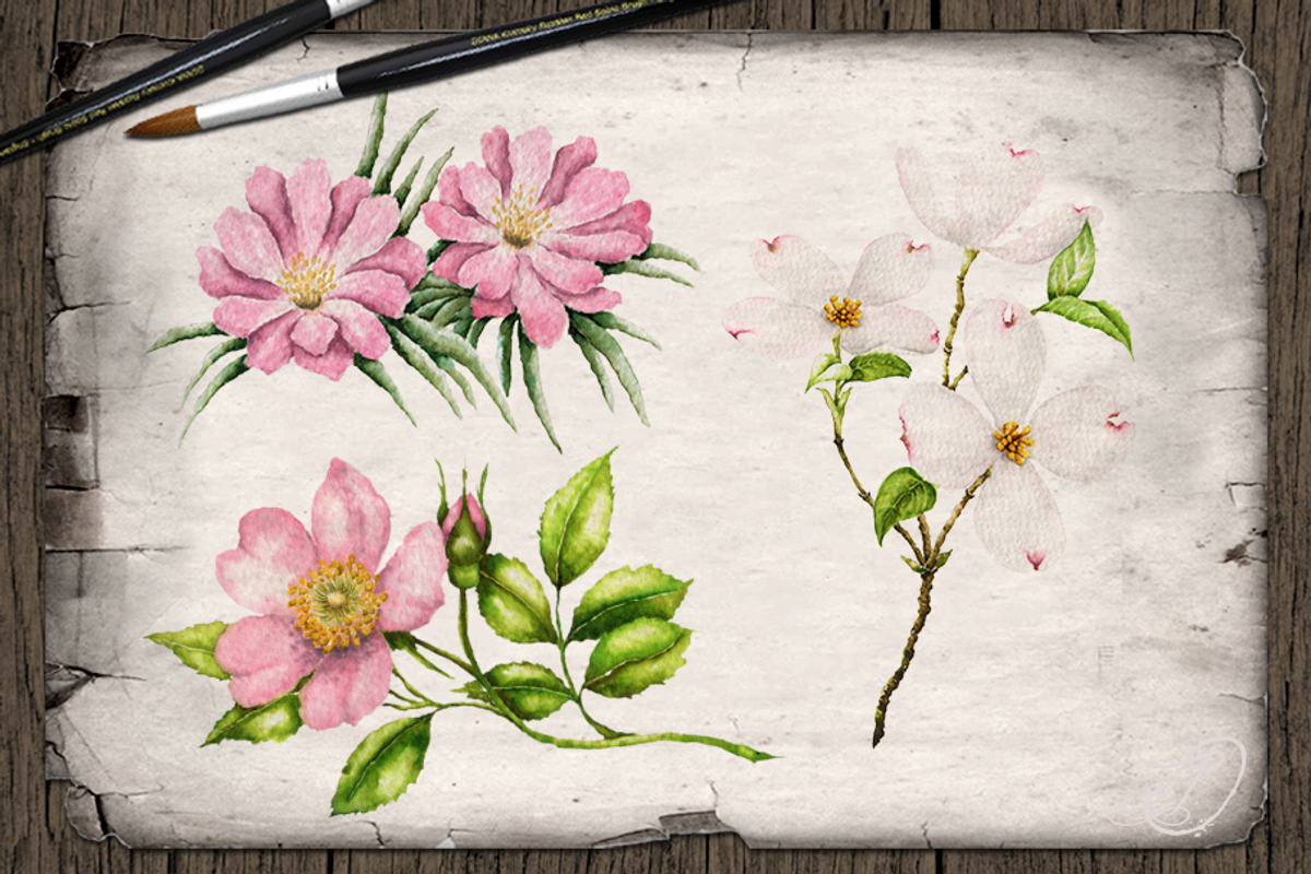 US State Flowers Part 4 Illustration, a Decorative Illustration by DioFlow (Photo 4 of 4)