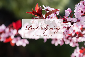 Pink Spring Flowers