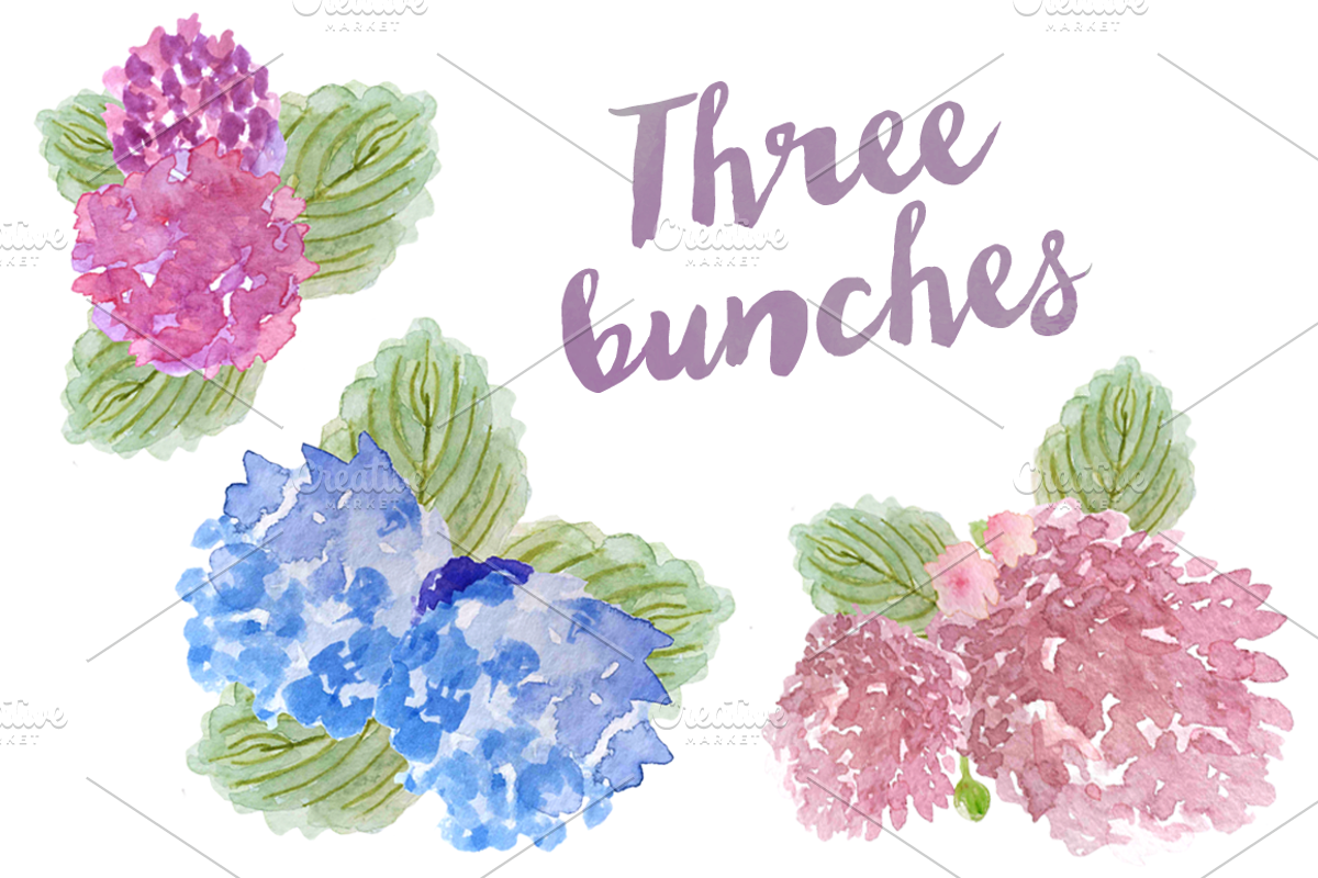 Watercolor Hydrangea Clipart, an Illustration by Emerald & Ivy Studios (Photo 3 of 4)