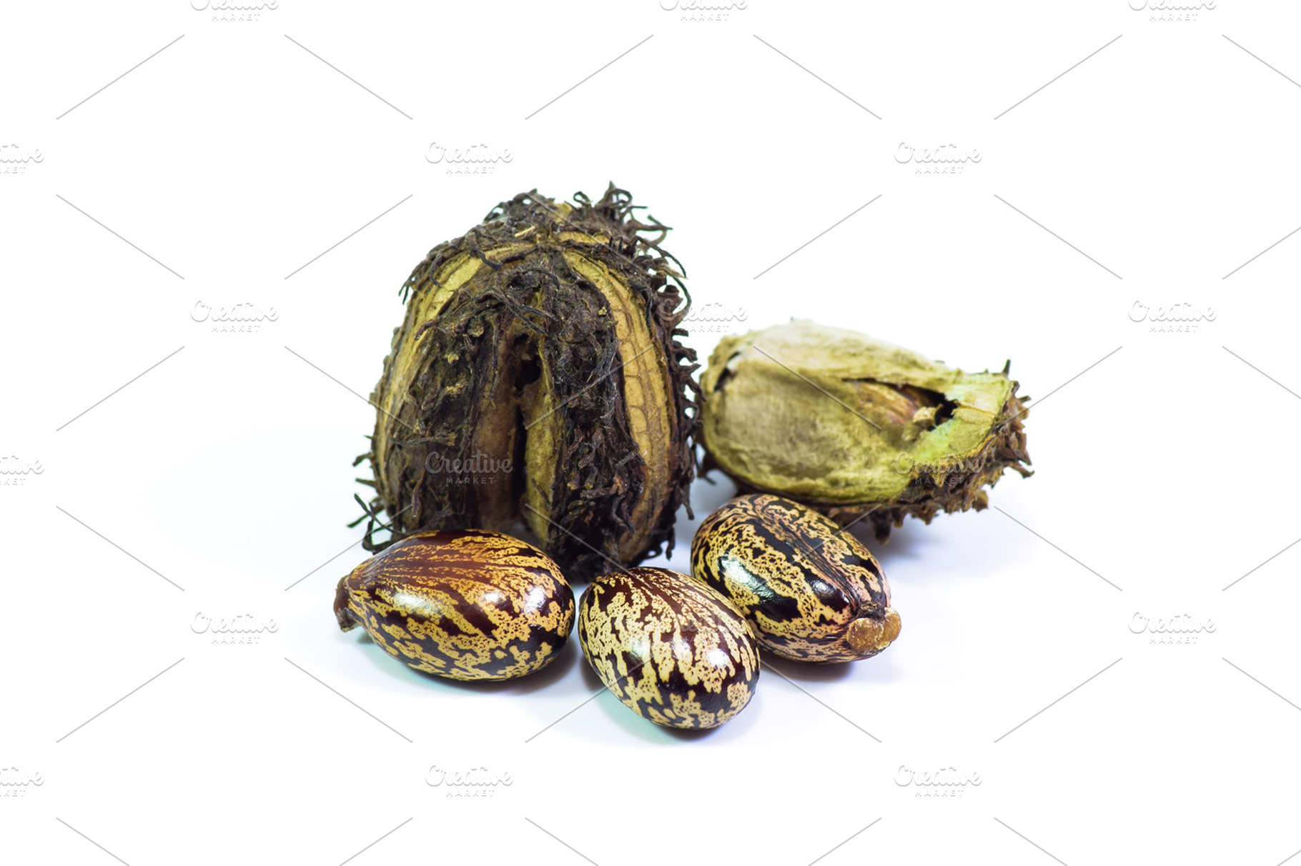 Castor seeds on a white background containing castor, beans, and peel, a Food & Drink Photo by ELEONIMAGES