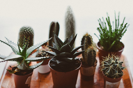 Succulent plants stock photo containing graptopetalum pachyphyllum and macro, a Nature Photo by Pro.Motion