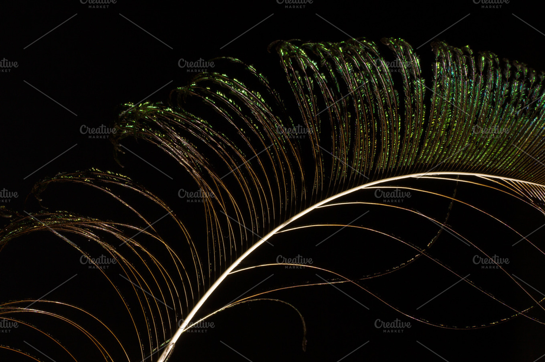 Peacock feather stock photo containing peacock and feather, an Abstract Photo by JS Shop
