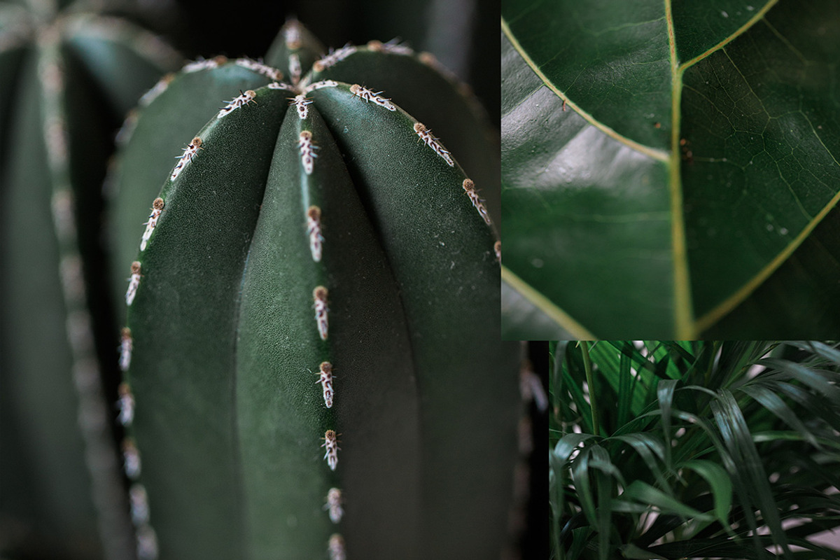 15 Green plant Insta photos, a Product Mockup by Nellaino (Photo 6 of 7)