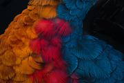 Plumage Atelier. Procreate Brushes, a Brush Add-On by Eldar Zakirov's (Thumbnail 7 of 25)