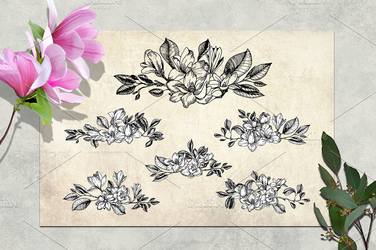 Magnolia flowers. Engraving style., a Decorative Illustration by Alena Kaz (Photo 6 of 12)