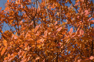 Bright orange smoke tree leaves against a blue sky, a Nature Photo by ndanko