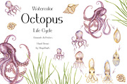 Watercolor Octopus Life Cycle Set, an Education Illustration by MayaNavits (Thumbnail 1 of 7)
