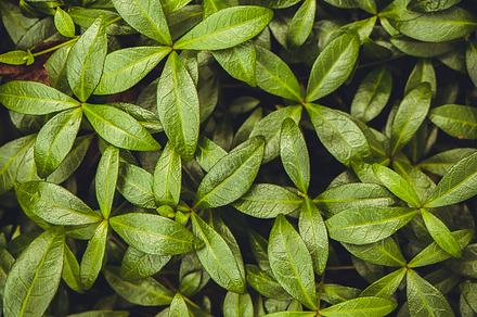 Green leaf texture, a Nature Photo by Valeryia P.