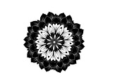 Floral Ornament Silhouette Bundle, an Illustration by BIPLOB EXPERT (Thumbnail 25 of 51)