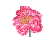 Watercolor Pink Flowers, an Illustration by Katya Zlobina (Thumbnail 4 of 9)