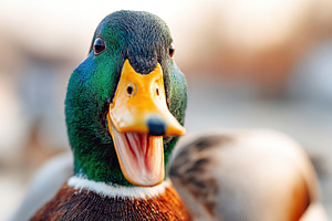 Brightly colored duck posing for a close-up in a natural setting during golden, an Animal Photo by AlyaAnd