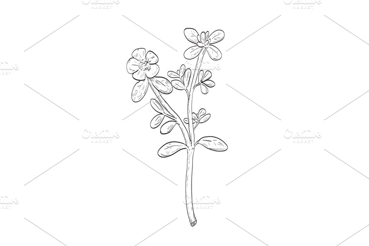 Common Purslane Wild Plant Drawing, an Object Illustration by patrimonio (Photo 1 of 3)