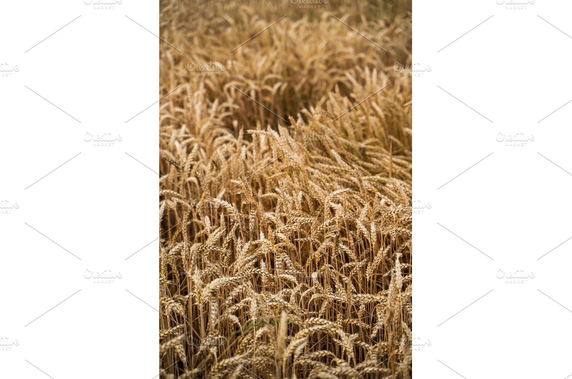 Golden wheat stalks stand tall in a, a Nature Photo by volodymyrshtun13795