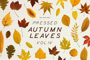 BUNDLE - Dry Flowers & Leaves, an Object Graphic by Sparrow & Snow (Thumbnail 19 of 28)