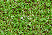 Seamless Ground Textures-Green Grass, a Texture Graphic by Arthitecture Home (Thumbnail 2 of 11)