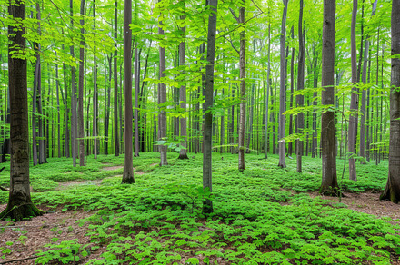 Details of cool forest, a Nature Photo by Virgo Studio