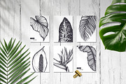 Tropical nature vector set, an Animal Illustration by Molly art (Thumbnail 9 of 15)